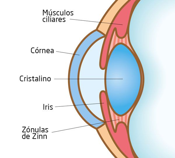 Persona experimentando síntomas de vista cansada al leer